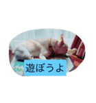 フレンチブルドッグのたっくんです。（個別スタンプ：8）