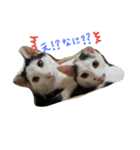3匹の猫（個別スタンプ：1）