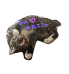 3匹の猫（個別スタンプ：2）