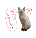 3匹の猫（個別スタンプ：3）