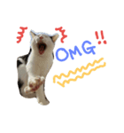 3匹の猫（個別スタンプ：4）