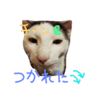 3匹の猫（個別スタンプ：6）