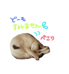 3匹の猫（個別スタンプ：7）