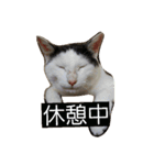 3匹の猫（個別スタンプ：8）