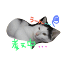 3匹の猫（個別スタンプ：9）