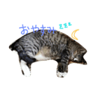 3匹の猫（個別スタンプ：11）