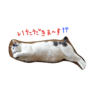 3匹の猫（個別スタンプ：12）