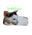 3匹の猫（個別スタンプ：13）