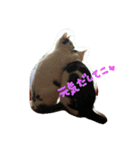 3匹の猫（個別スタンプ：14）