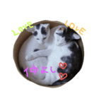 3匹の猫（個別スタンプ：15）