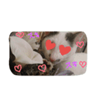 3匹の猫（個別スタンプ：16）