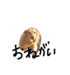 愛犬1（個別スタンプ：2）