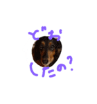 愛犬1（個別スタンプ：3）