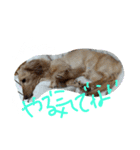 愛犬1（個別スタンプ：4）