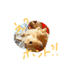 愛犬1（個別スタンプ：5）