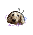 愛犬1（個別スタンプ：6）