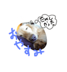 愛犬1（個別スタンプ：7）