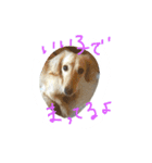 愛犬1（個別スタンプ：8）