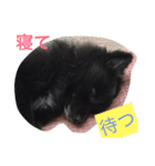 天真爛漫ヤン（個別スタンプ：3）