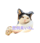 ブラン猫スタンプ②（個別スタンプ：1）
