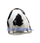 ブラン猫スタンプ②（個別スタンプ：2）