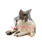 ブラン猫スタンプ②（個別スタンプ：3）
