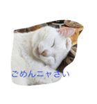 ブラン猫スタンプ②（個別スタンプ：4）
