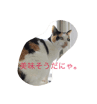 ブラン猫スタンプ②（個別スタンプ：5）