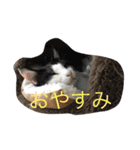 ブラン猫スタンプ②（個別スタンプ：6）