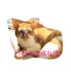 ブラン猫スタンプ②（個別スタンプ：7）