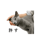困ったときの猫（ネコ）（個別スタンプ：1）