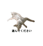 困ったときの猫（ネコ）（個別スタンプ：2）