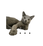 困ったときの猫（ネコ）（個別スタンプ：3）