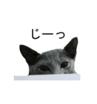 困ったときの猫（ネコ）（個別スタンプ：4）