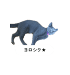 困ったときの猫（ネコ）（個別スタンプ：5）