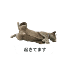 困ったときの猫（ネコ）（個別スタンプ：8）