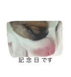 家族と犬（個別スタンプ：1）