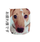 家族と犬（個別スタンプ：2）