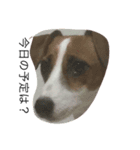 家族と犬（個別スタンプ：3）