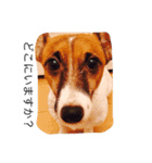 家族と犬（個別スタンプ：4）