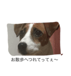 家族と犬（個別スタンプ：6）