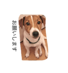家族と犬（個別スタンプ：7）