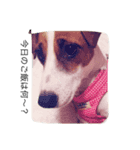 家族と犬（個別スタンプ：8）