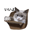 Ragdoll Loy（個別スタンプ：1）