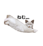 Ragdoll Loy（個別スタンプ：5）