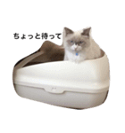 Ragdoll Loy（個別スタンプ：10）