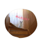 Ragdoll Loy（個別スタンプ：14）