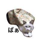 Ragdoll Loy（個別スタンプ：16）