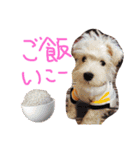 はらペコ（個別スタンプ：9）