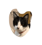 猫と犬の日常（個別スタンプ：1）